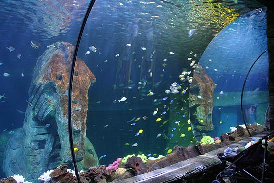 Bunte Tropenfische bestimmen jetzt das Bild im großen Becken von Sea Life München (Foto. MartiN Schmitz)